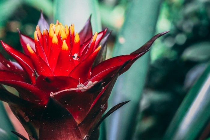  Экзотический тропический цветок, макро   Exotic tropical flower, macro